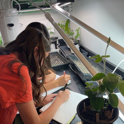 8th graders collect data from the soybeans they grew.